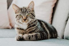 Adult tabby cat