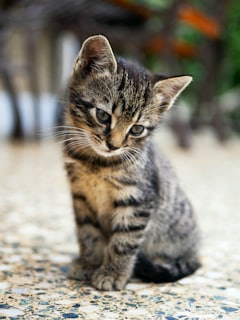 Tabby kitten