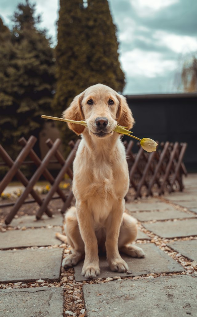 A golden retriever